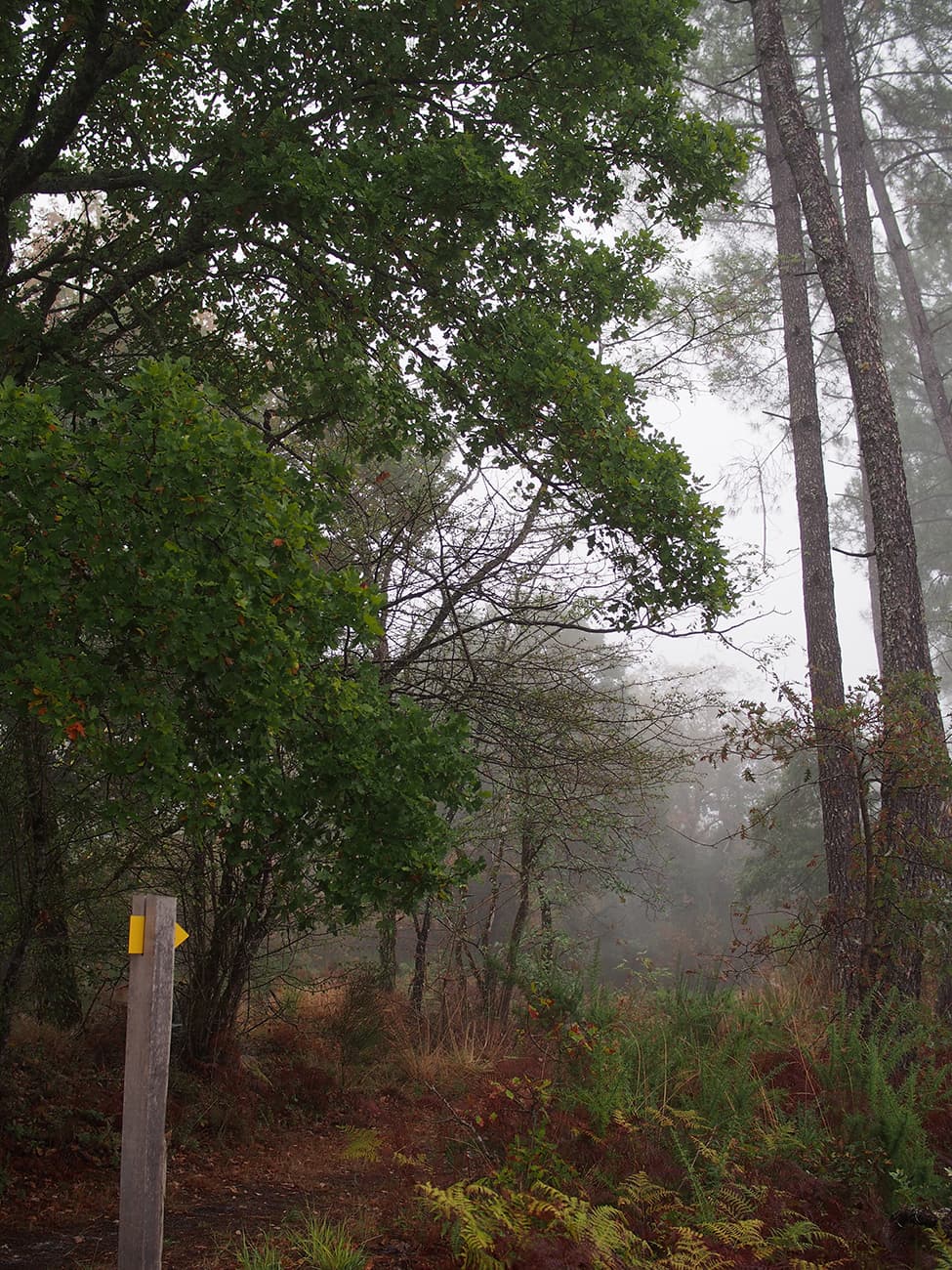 Graine de forêt (18).jpg_18