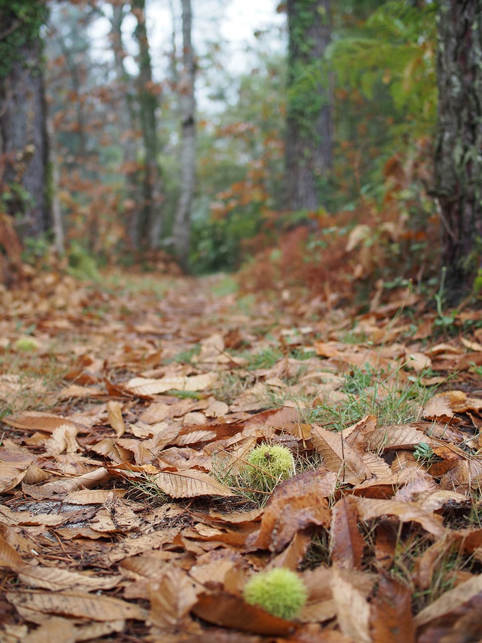Graine de forêt (20).jpg_19