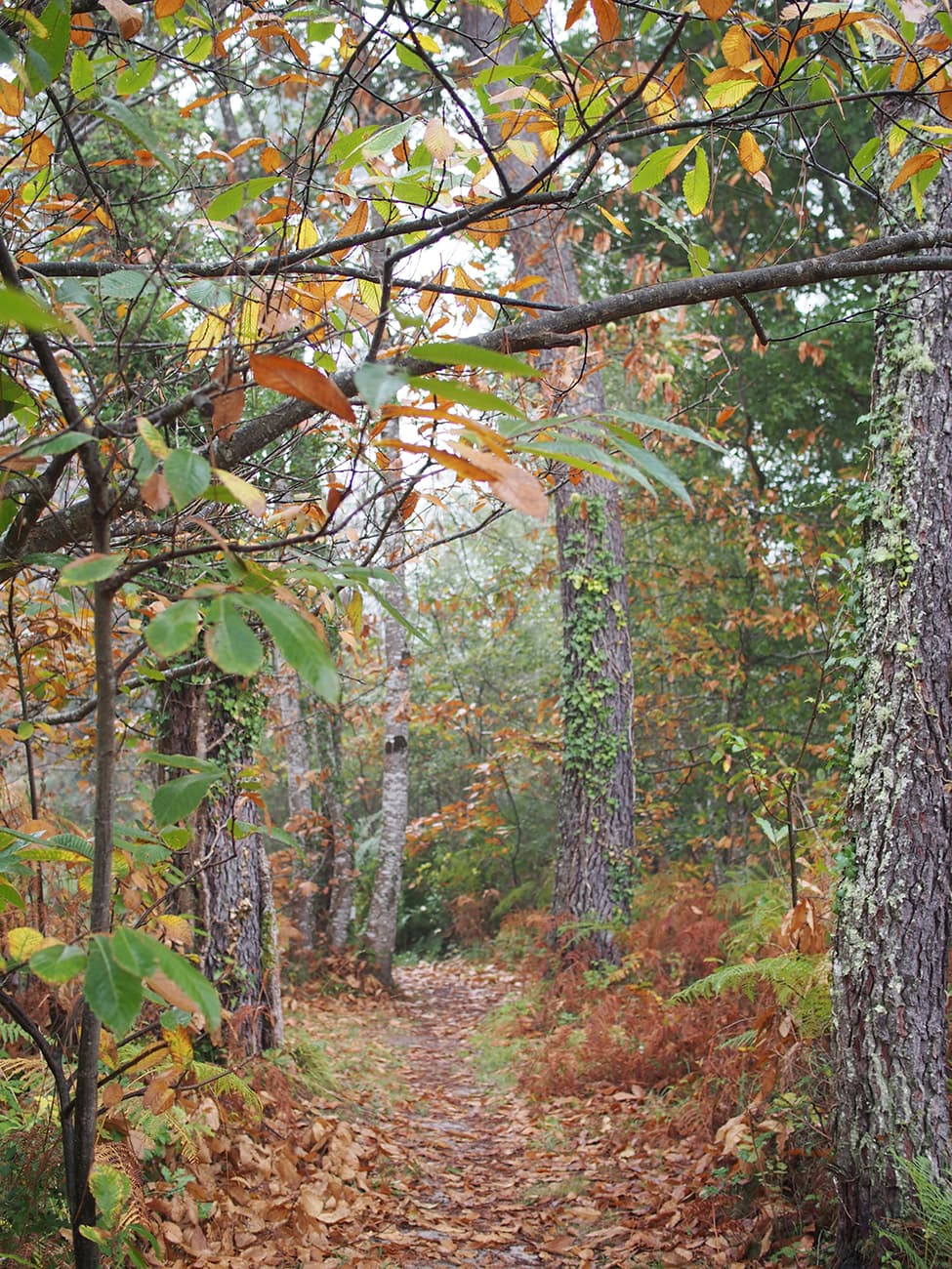 Graine de forêt (19).jpg_20