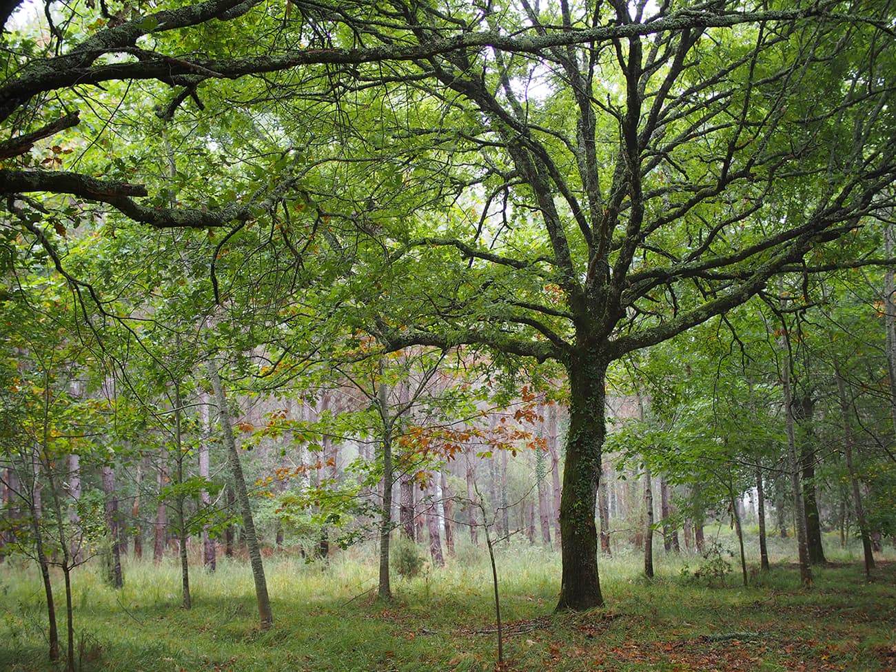 Graine de forêt (21).jpg_21