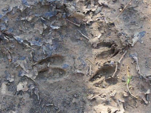 7 Traces_Chevreuil