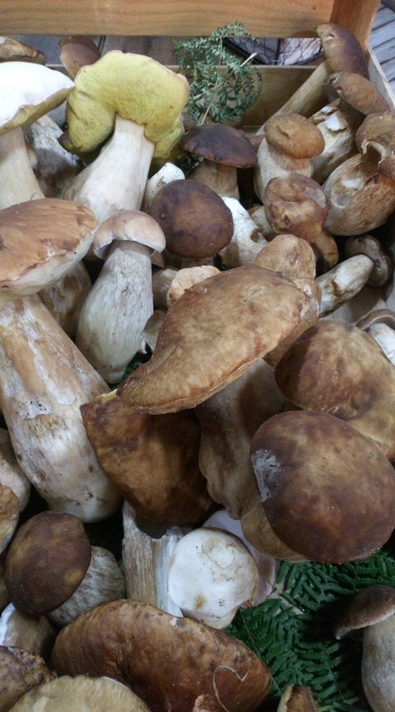 champignons