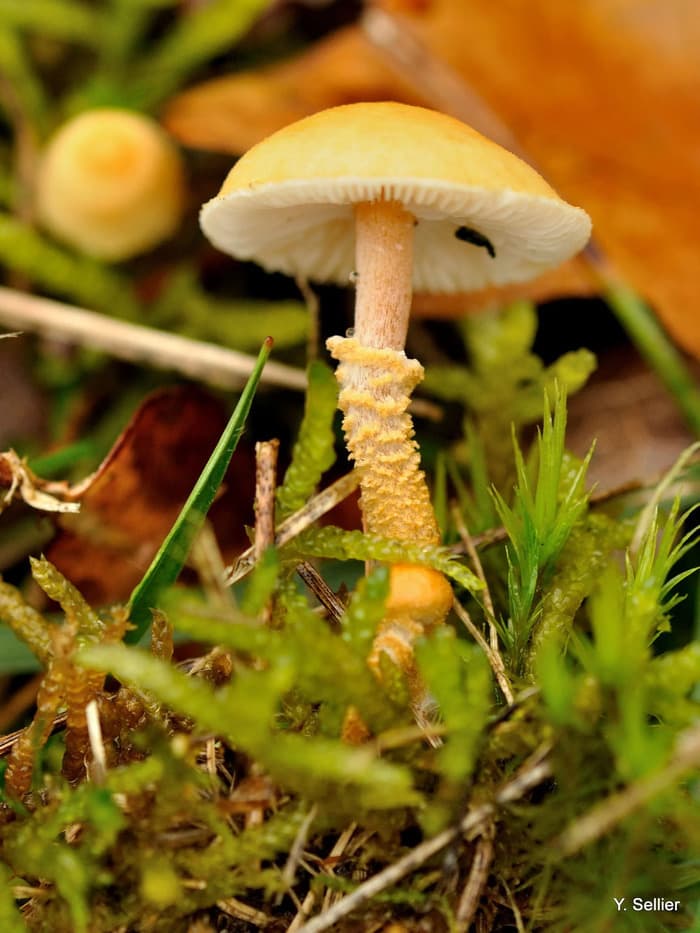 Les champignons et les lichens_1