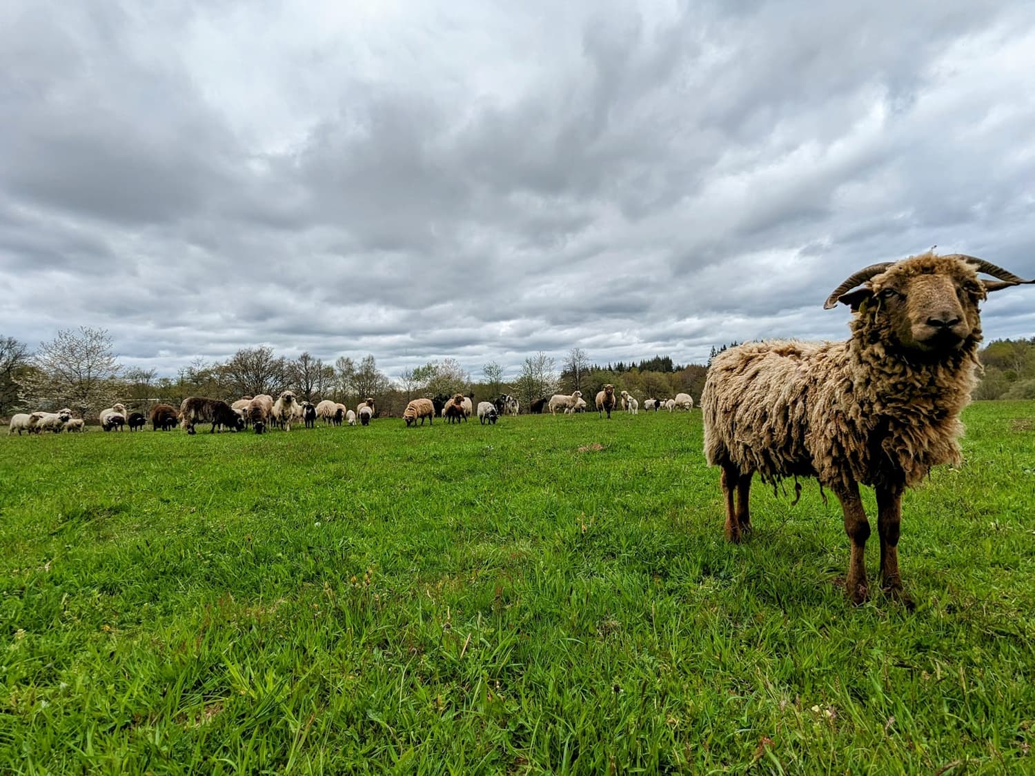 Moutons