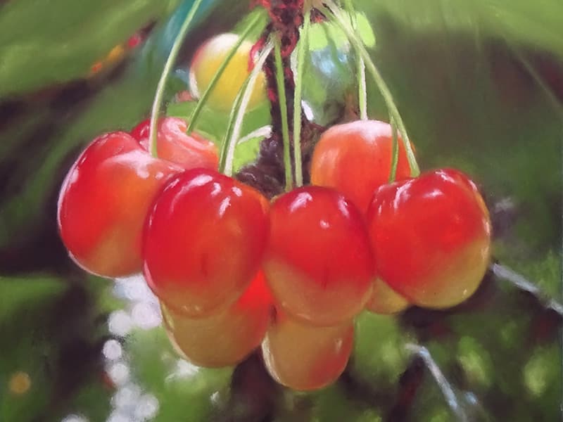 8-cerises