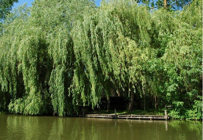 Le Marais Poitevin