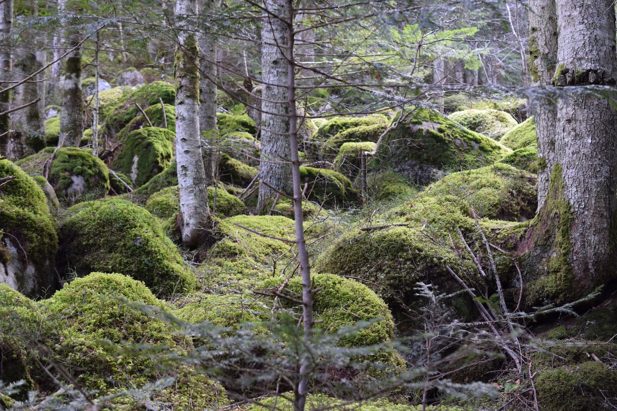 Forêt