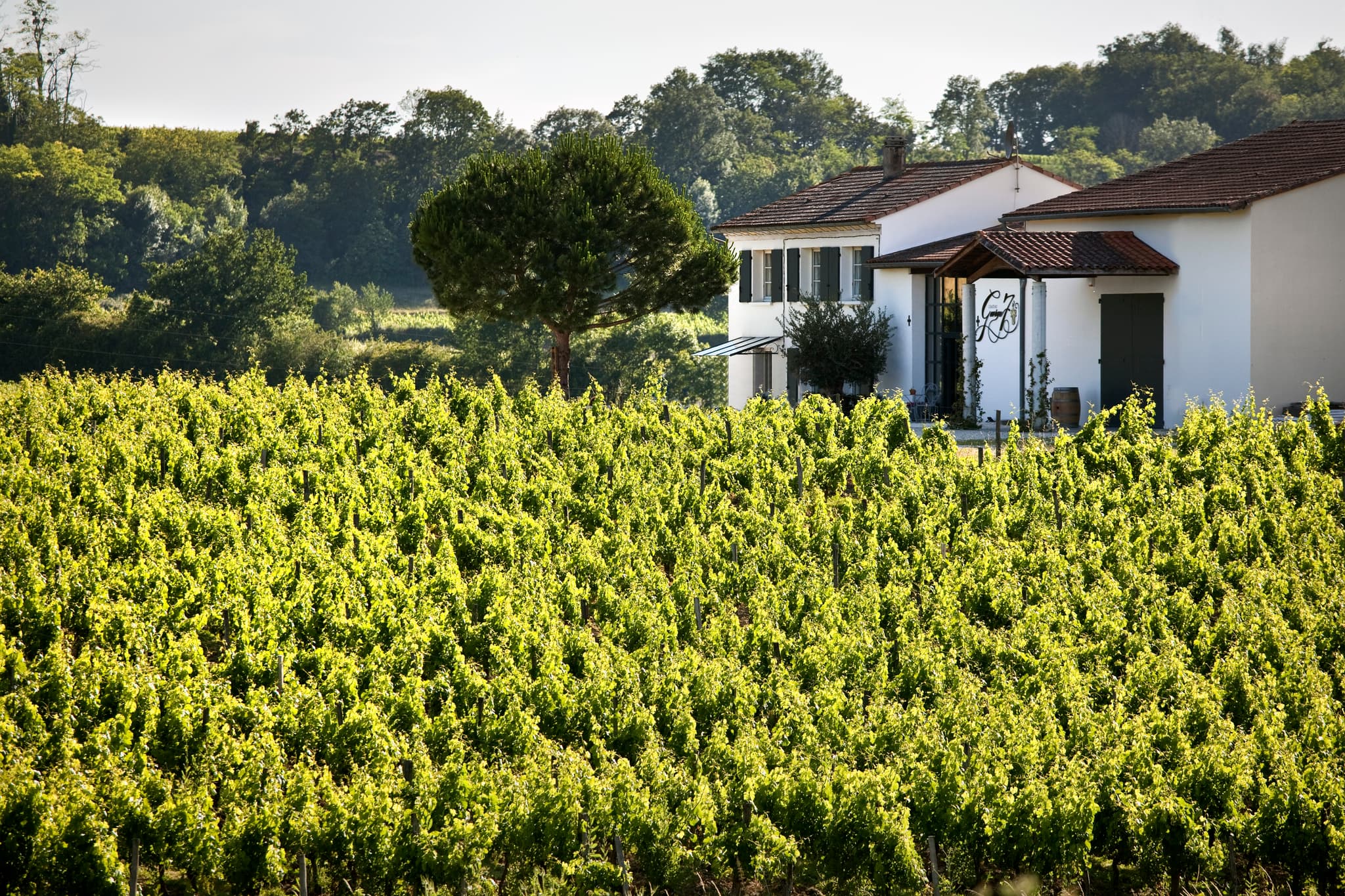 CHATEAU GEORGE7, AOC FRONSAC, VIGNOBLE DE BORDEAUX, GIRONDE.