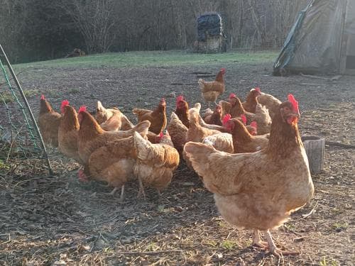 animaux de la ferme
