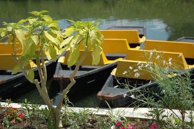 L'embarcadère "La Pigouille" à Coulon