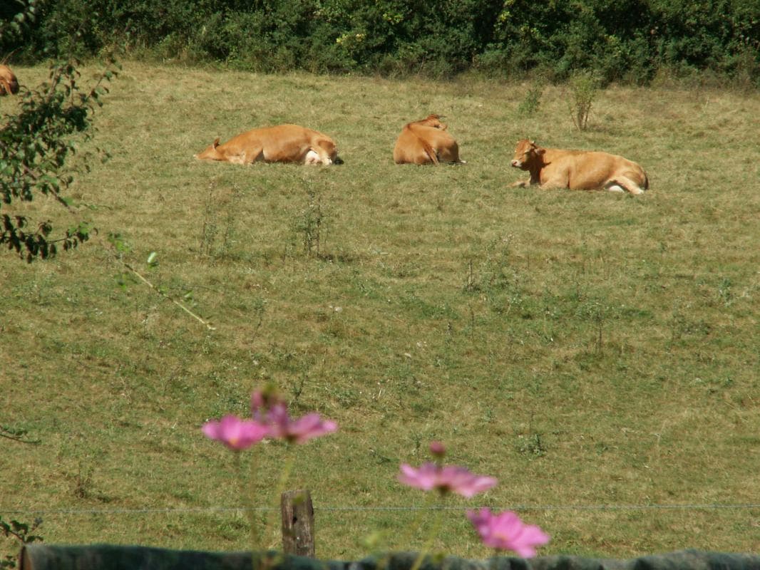 Les vaches limousines _14