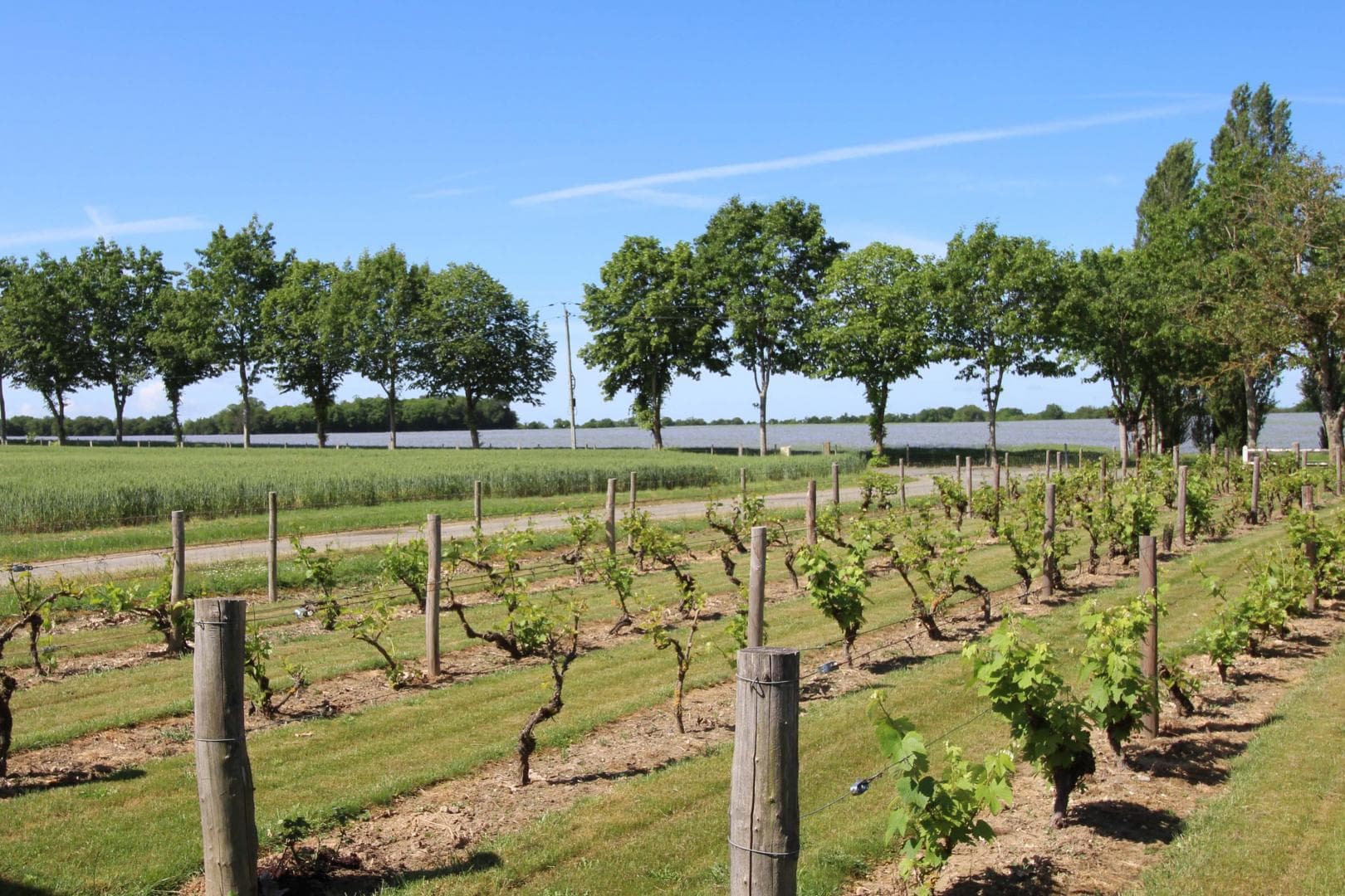 Ferme de Rouffignac à Blanzac en Haute-Vienne - des vignes à Blanzac !_34
