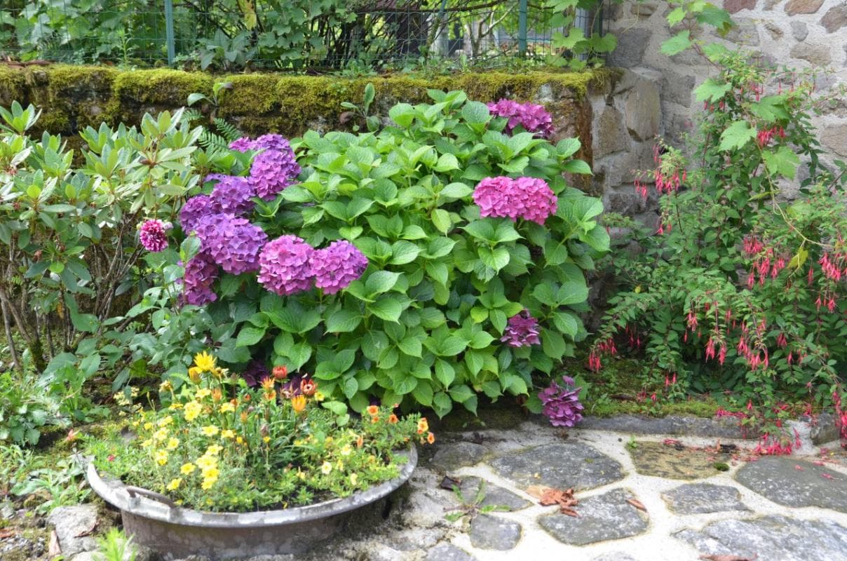 Gîte de La Faye à Compreignac en Haute-Vienne (Limousin en Nouvelle Aquitaine) - Fleurs en été_28