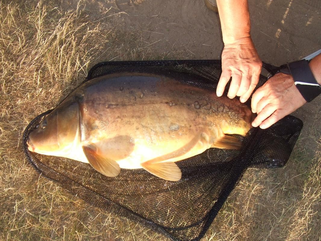 Gîte de Chasseneuil en Haute-Vienne (Limousin en Nouvelle Aquitaine) - Belle prise (12kg) d'un carpiste Nantais en Juillet 2013 à l'étang Rocher_17