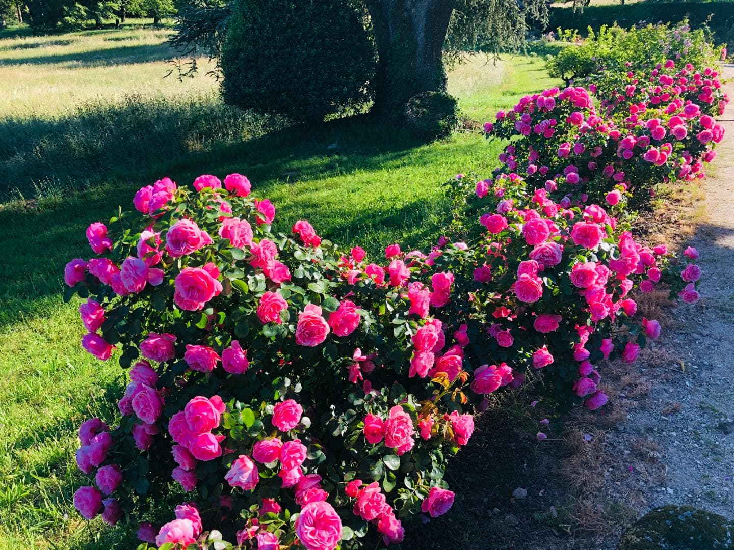 L'orangerie du Vignau, Domaine du Vignau, gîte à La Jonchère Saint Maurice, les fleurs du parc_7