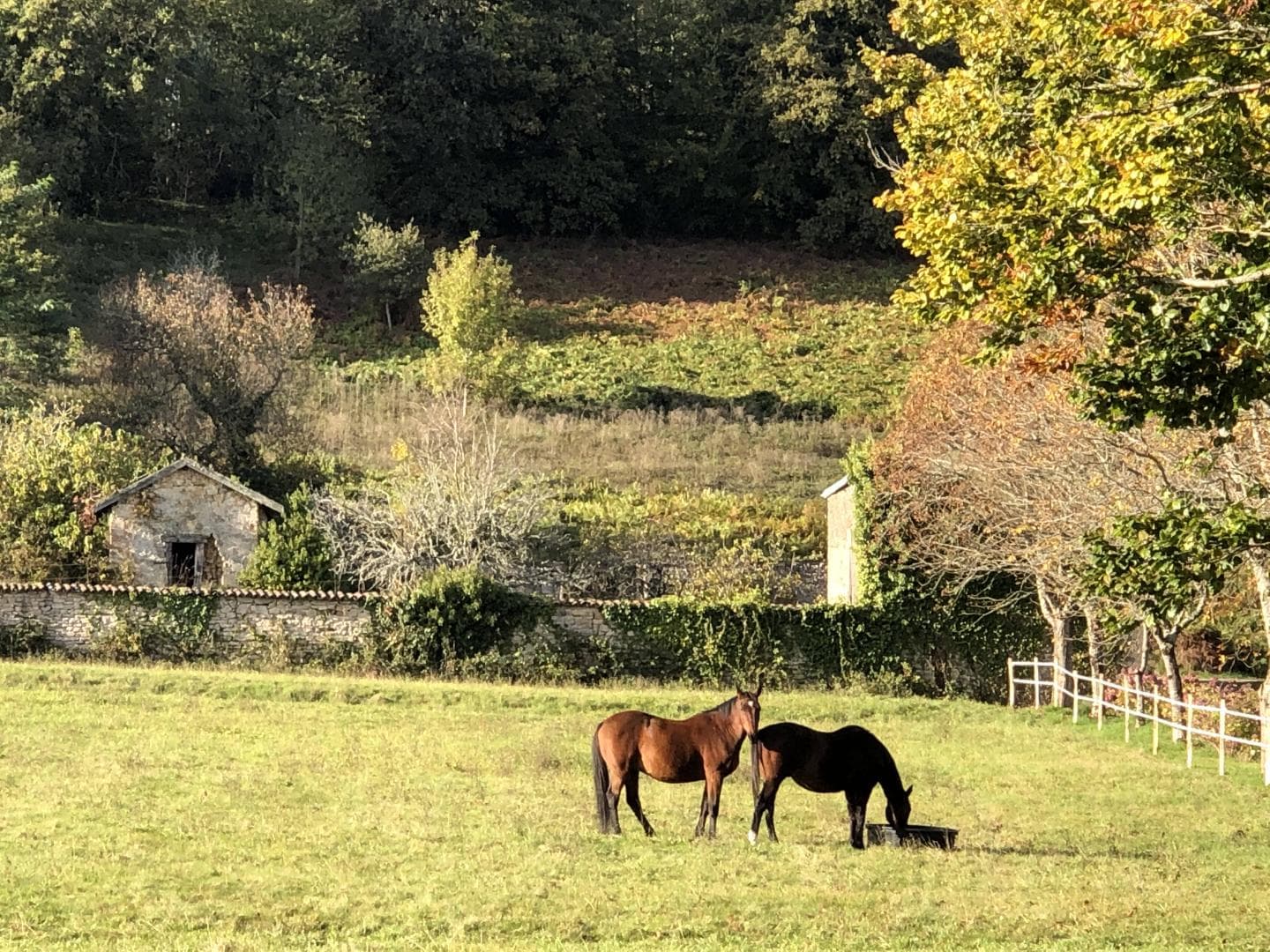 L'orangerie du Vignau, Domaine du Vignau, gîte à La Jonchère Saint Maurice_4