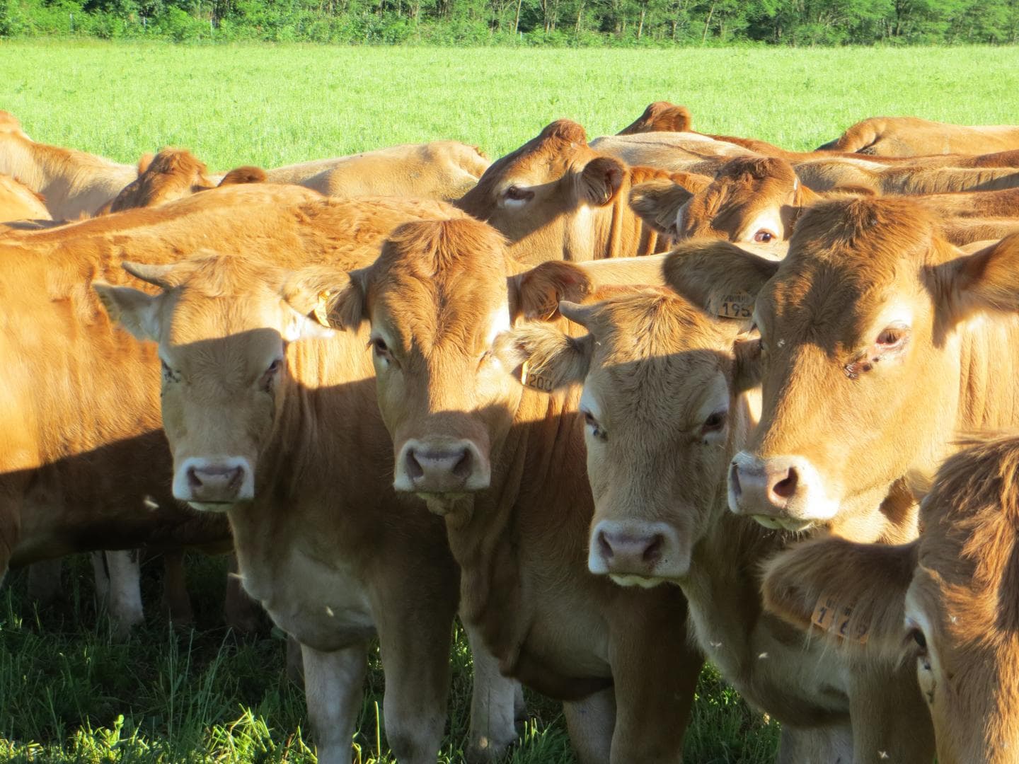 Gite "Chabanne" à Saint Sylvestre en Haute-Vienne - les vaches limousines_73