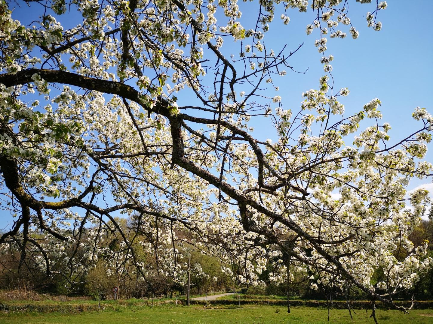 le merisier en fleurs_53