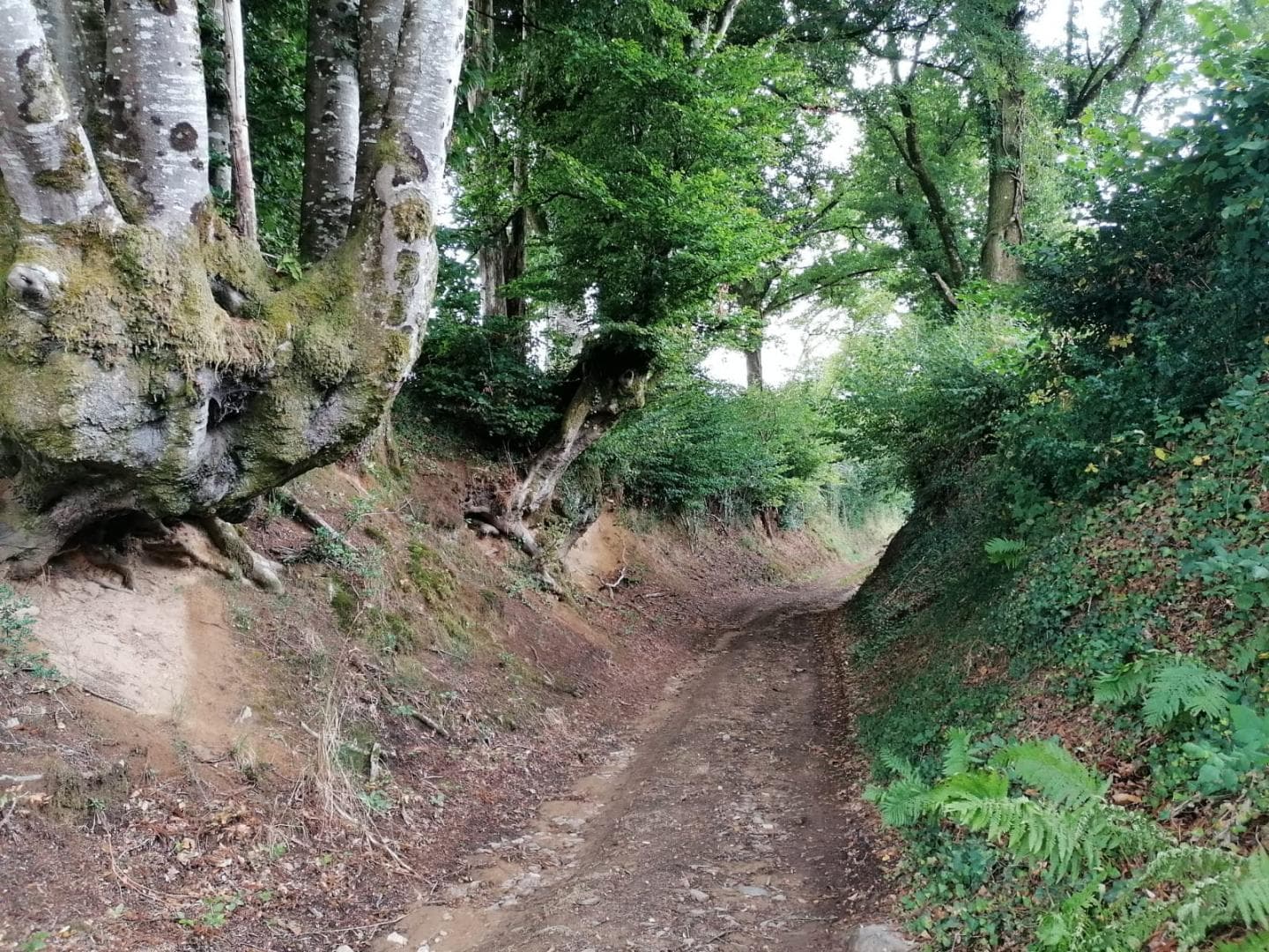 Le gîte à la campagne à Chassagnas sur la commune de La Croisille Sur Briance en Haute-Vienne - chemin de randonnée_22
