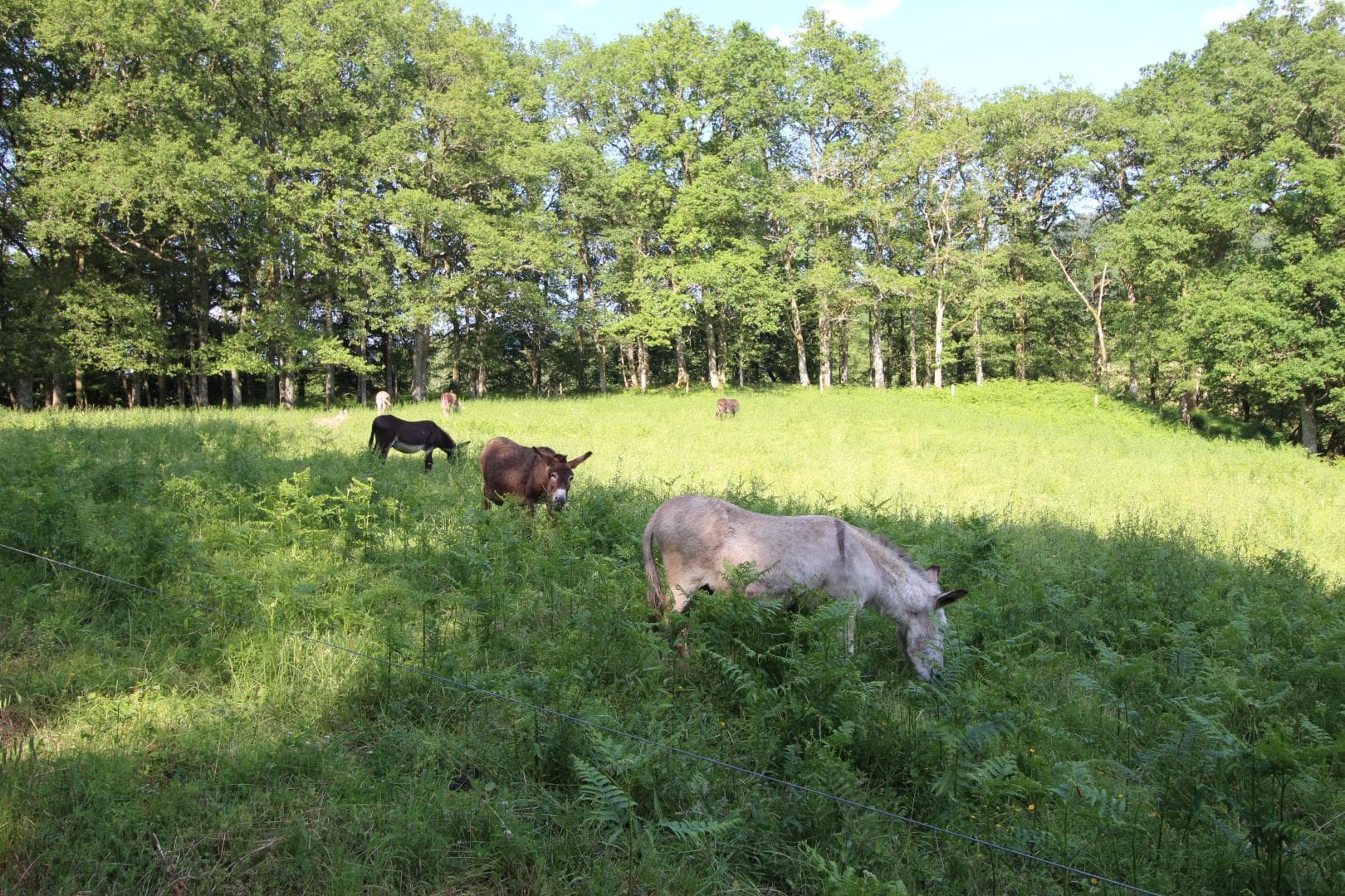 Les ânes de Vassivière - balades _26