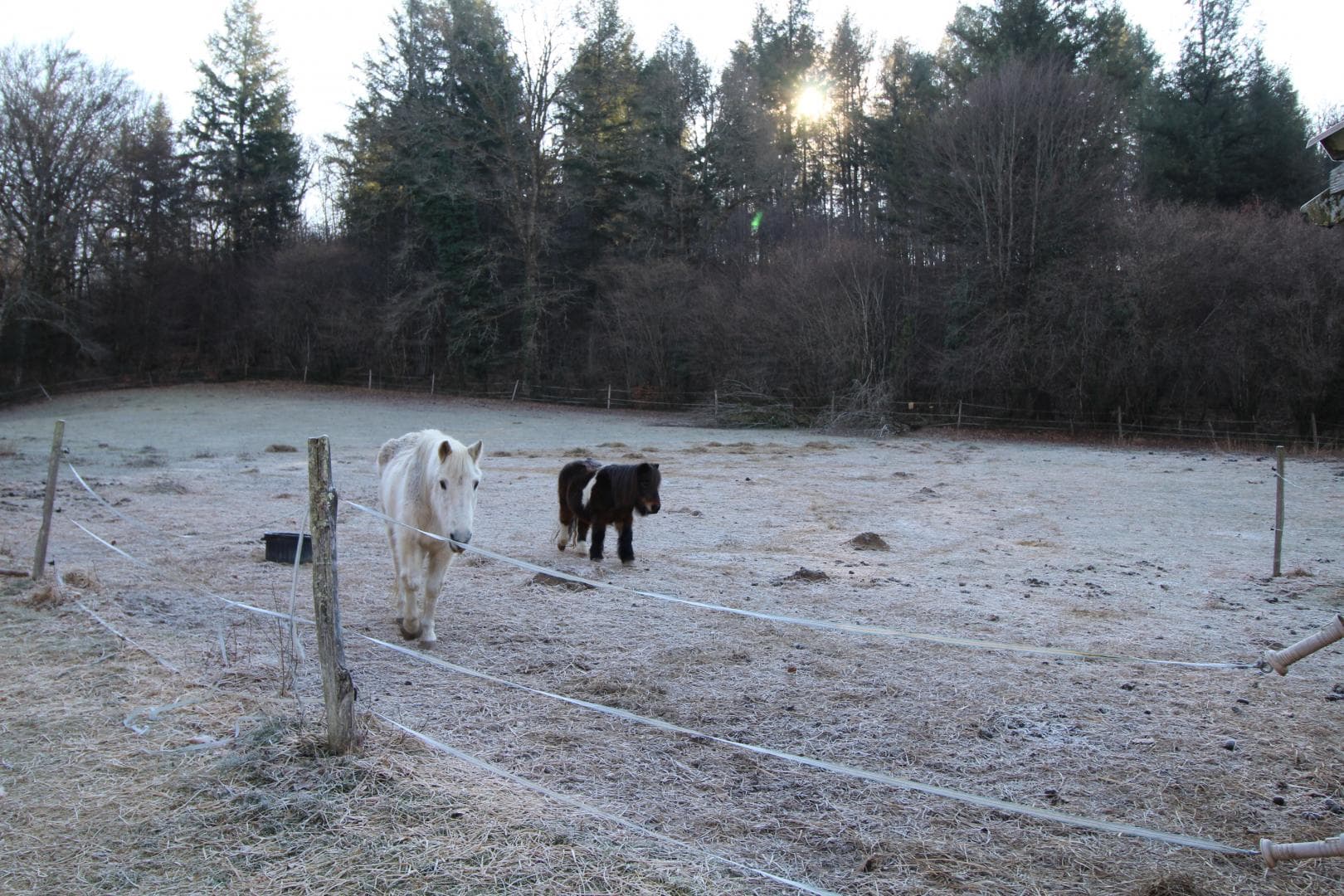 Le gîte de la rapiette à Saint Léonard de Noblat en Haute-Vienne (Limousin)- les poneys_17