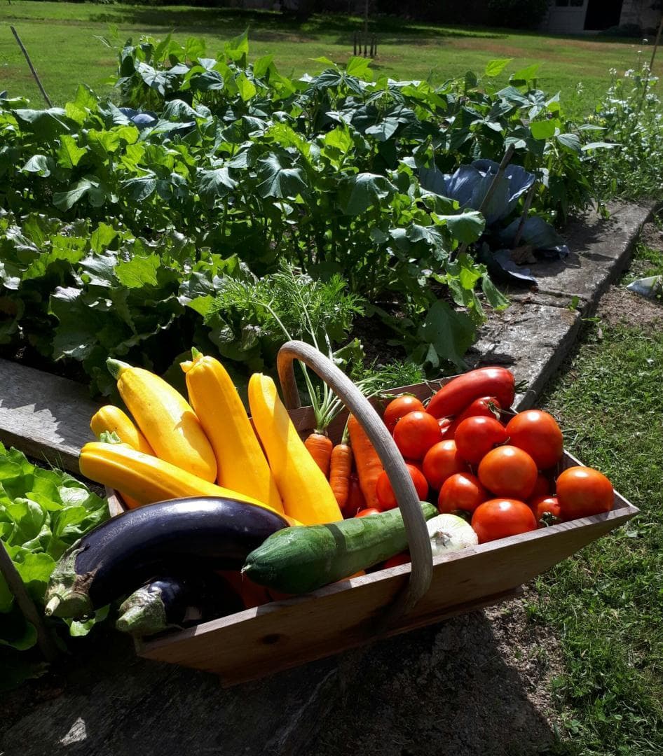 Légumes du potager pour la Table d'Hôtes des Chambres d'Hôtes de Charme du Masbareau, Royères Haute-Vienne Limousin Nouvelle Aquitaine_36