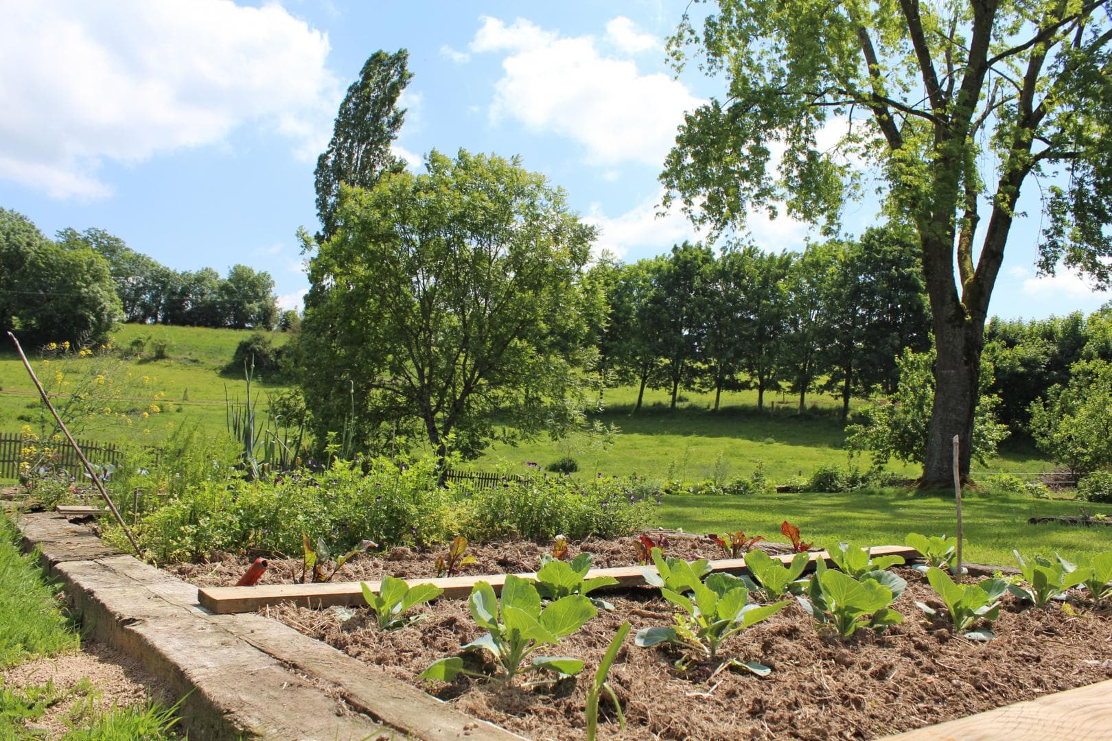 Le potager pour la table d'Hôtes des Chambres d'hôtes de Charme "Le Masbareau" à Royères en Haute-Vienne limousin (Nouvelle Aquitaine)_37