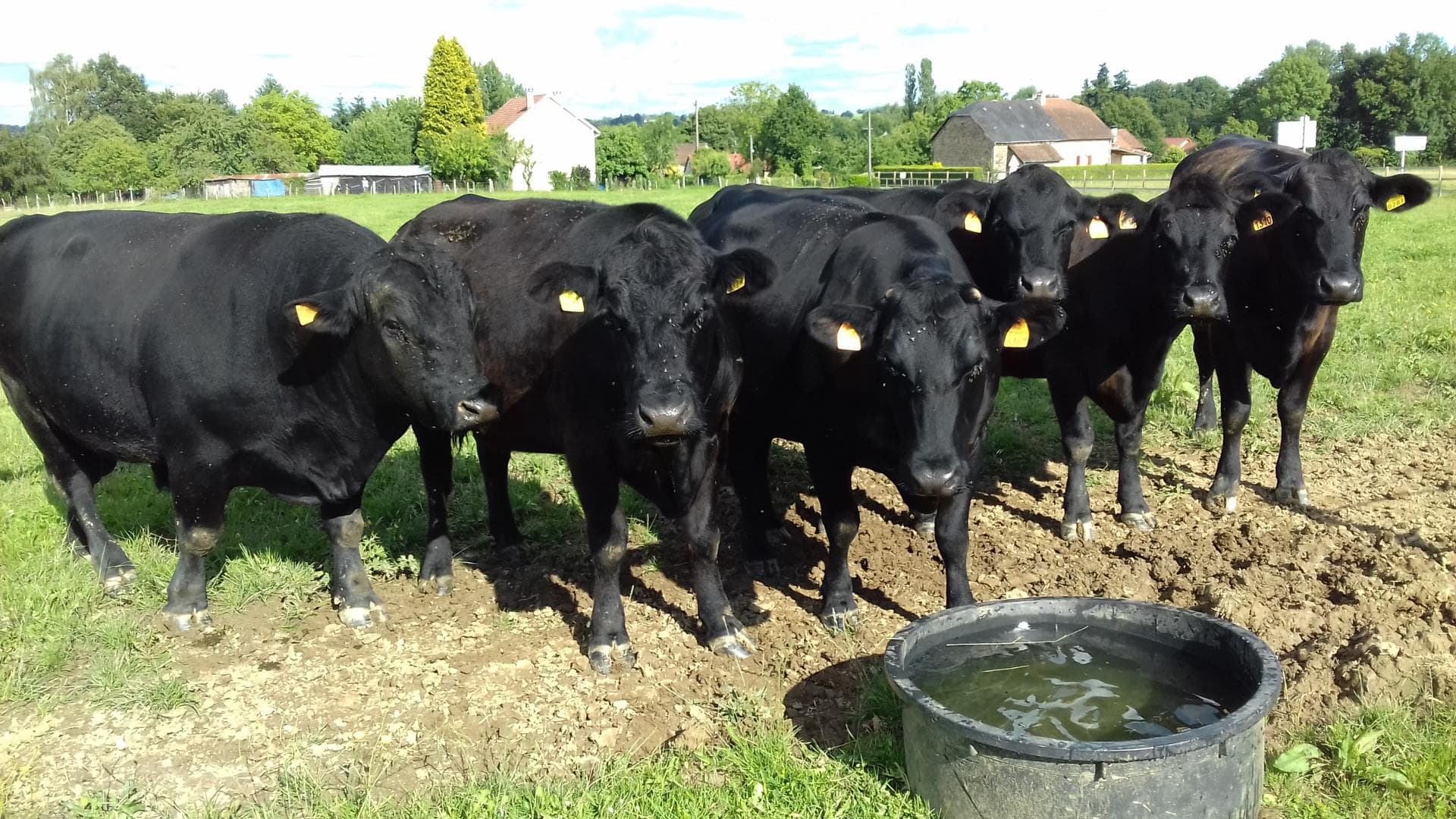 Les animaux de la ferme
Un troupeau de "BLACK ANGUS"_45