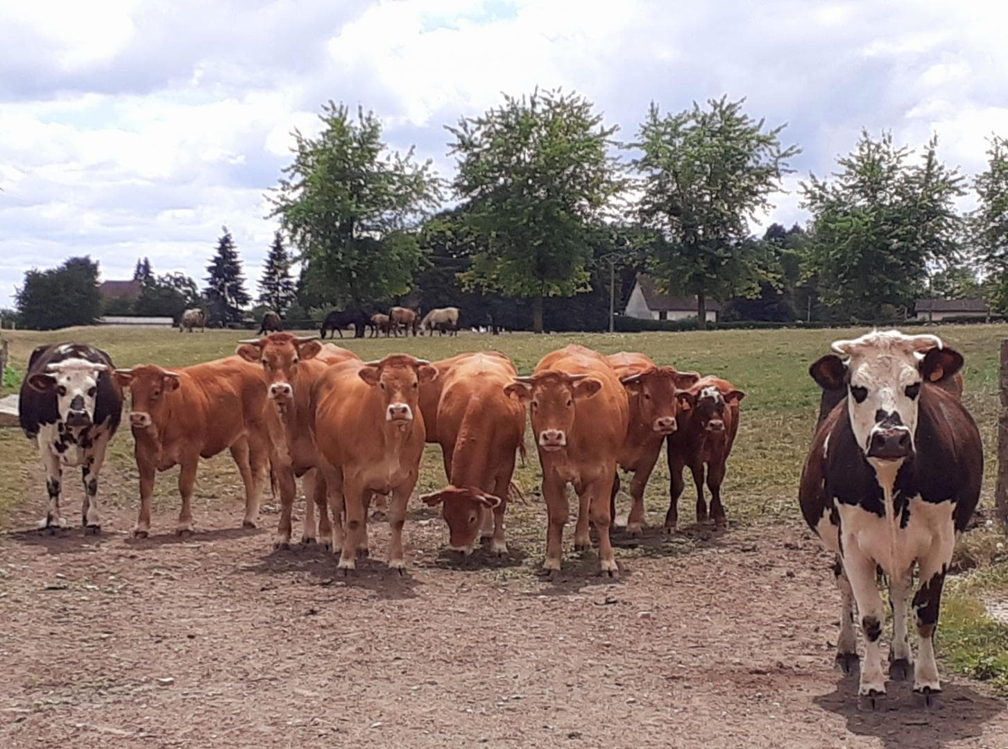 LES 2 NORMANDES DE LA FERME ET LES GENISSES LIMOUSINES_47