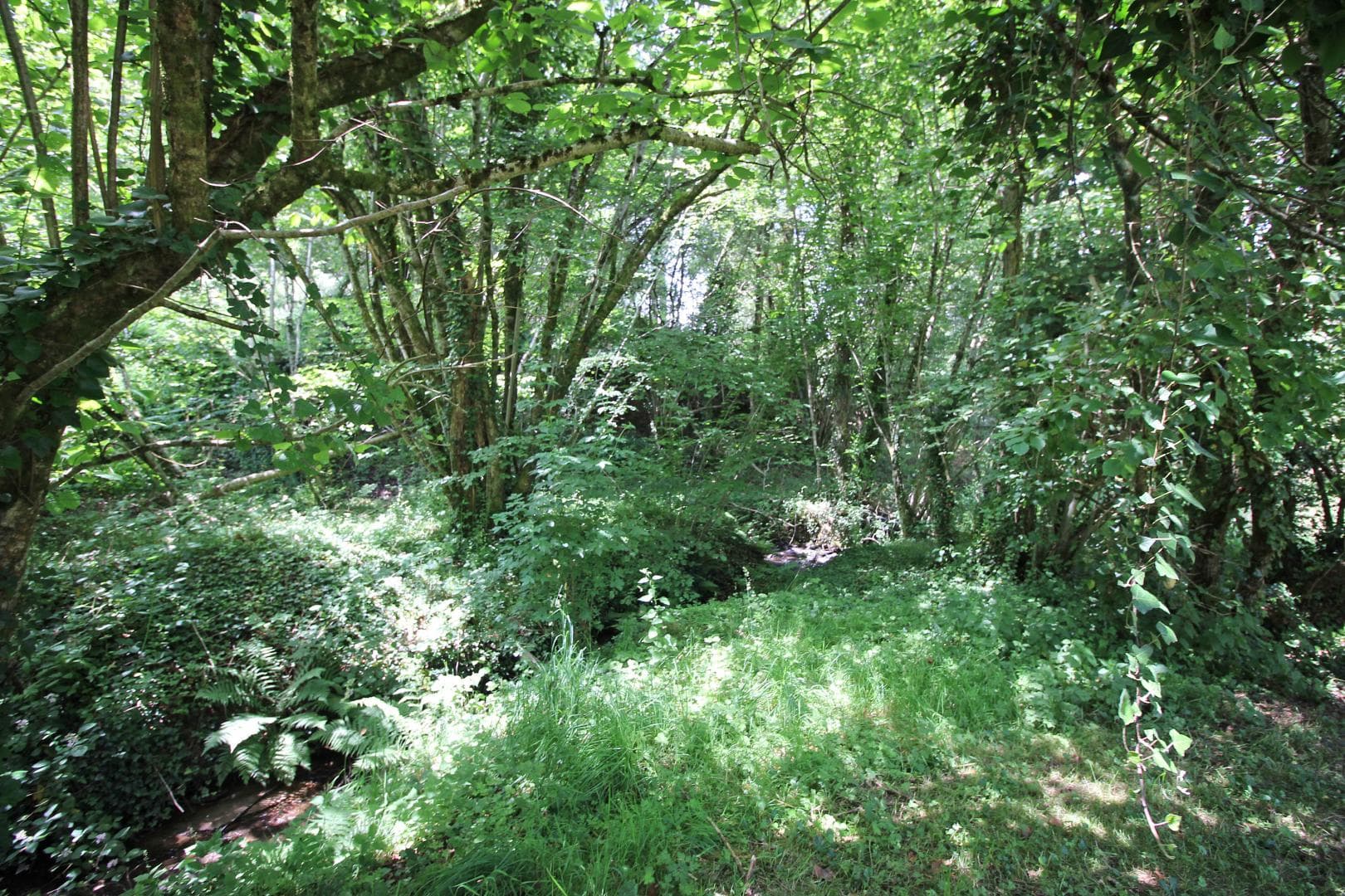 Gite" Le Pressoir" à Champagnac La Riviere en Haute-Vienne_16