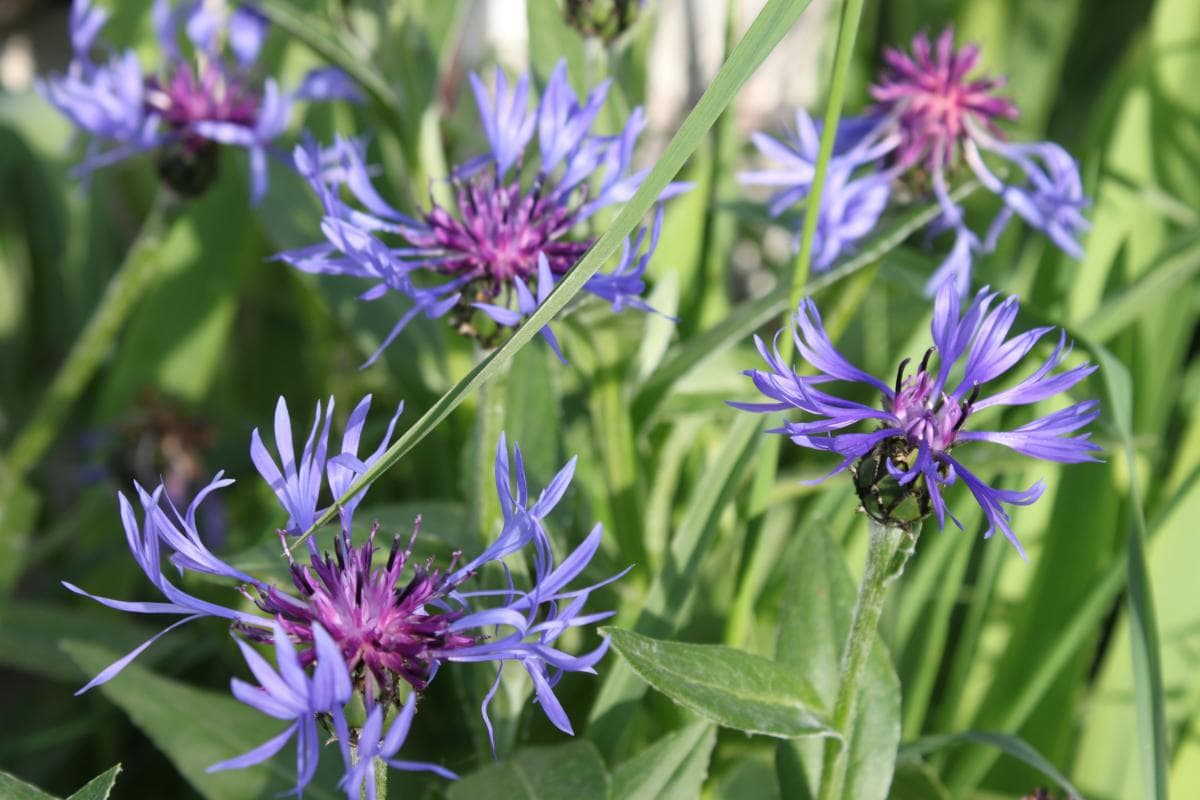 Profitez du jardin et de ses nombreuses fleurs..._40
