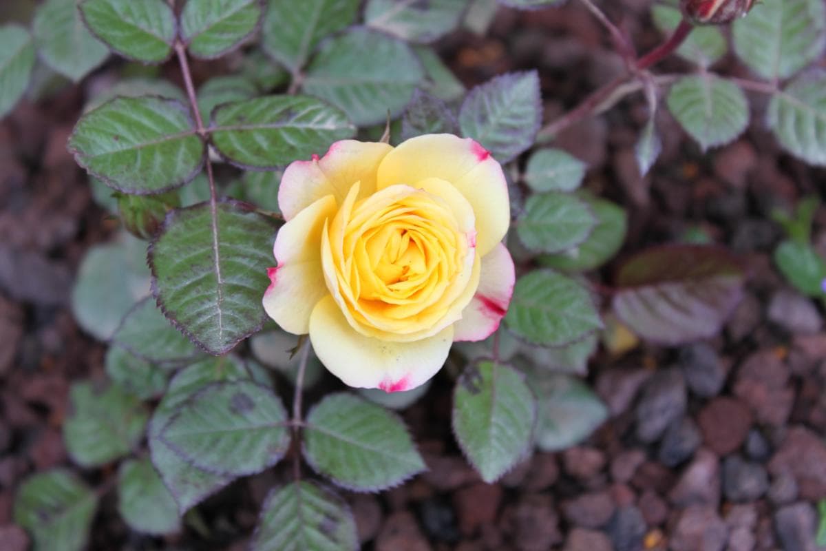 Roses..._42