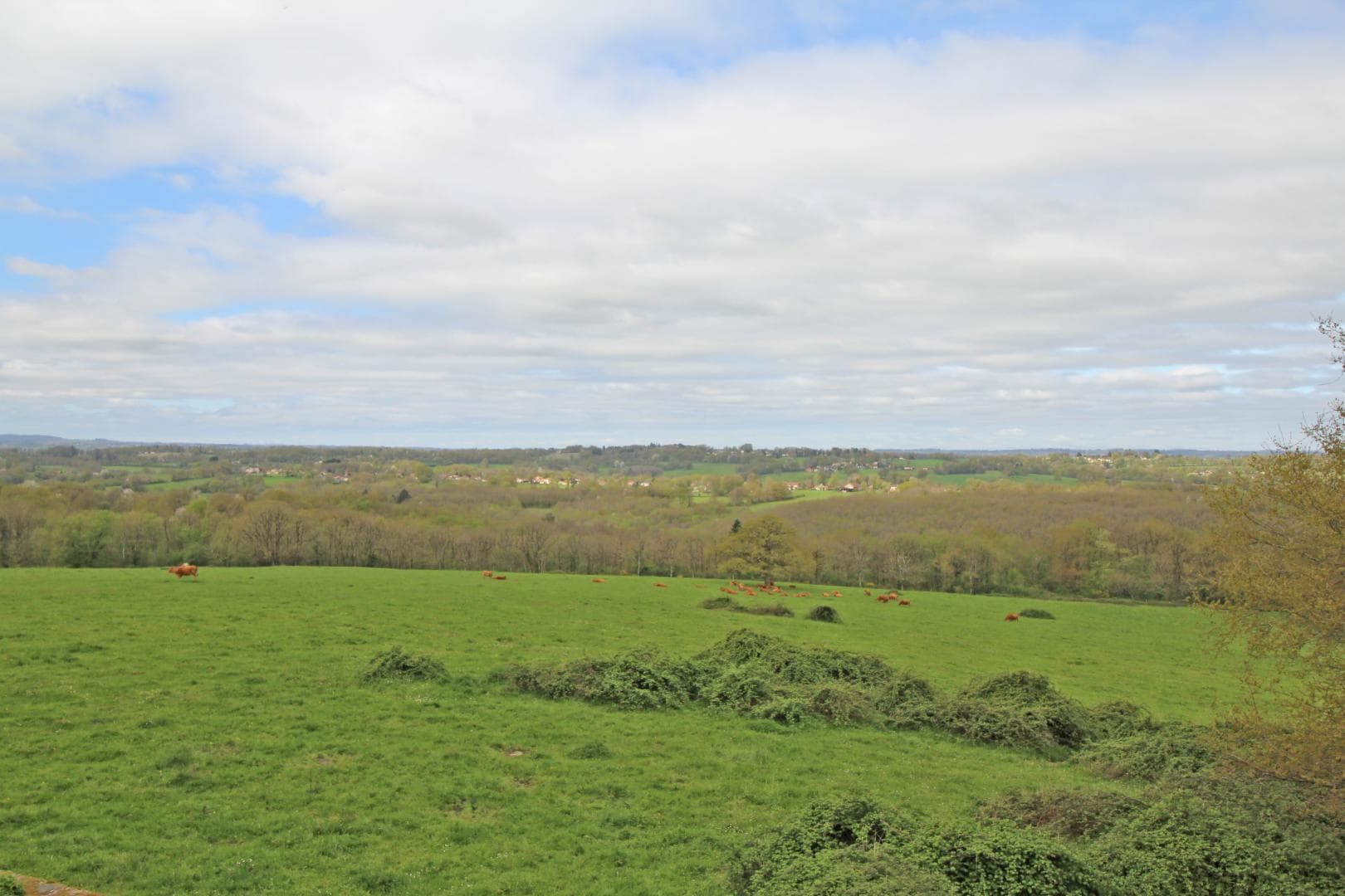 Gite des Hauts de Bosmie, commune de Bosmie L'Aiguille en Limousin - vue prairie_26