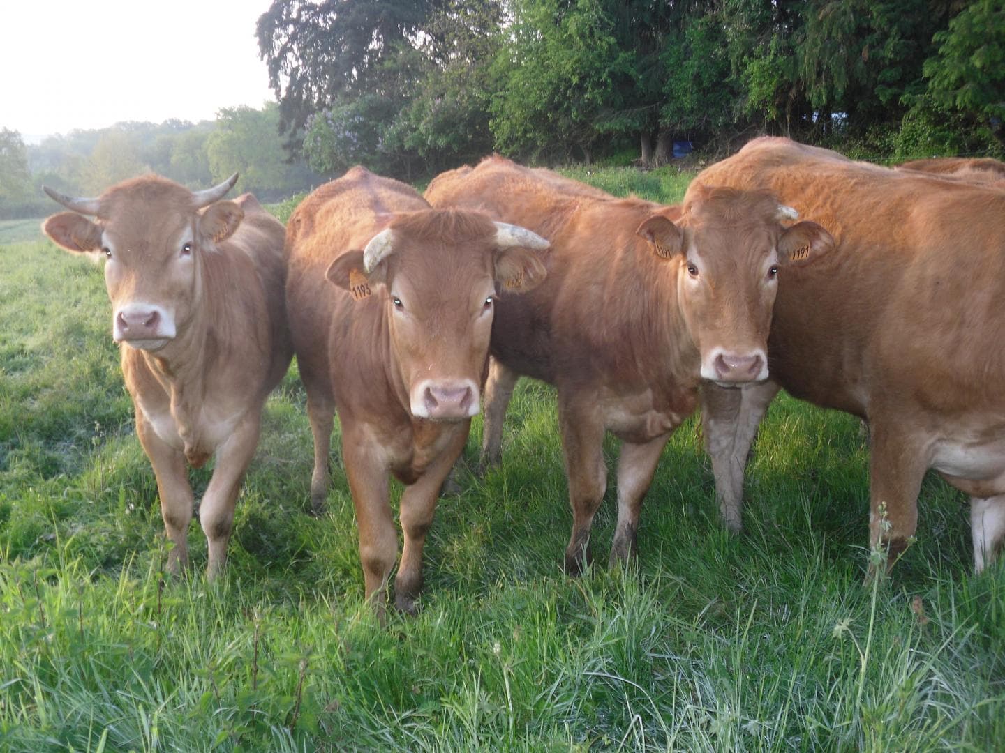 Gite "Le Cherveix" à Solignac en Haute-Vienne (Nouvelle Aquitaine)_34