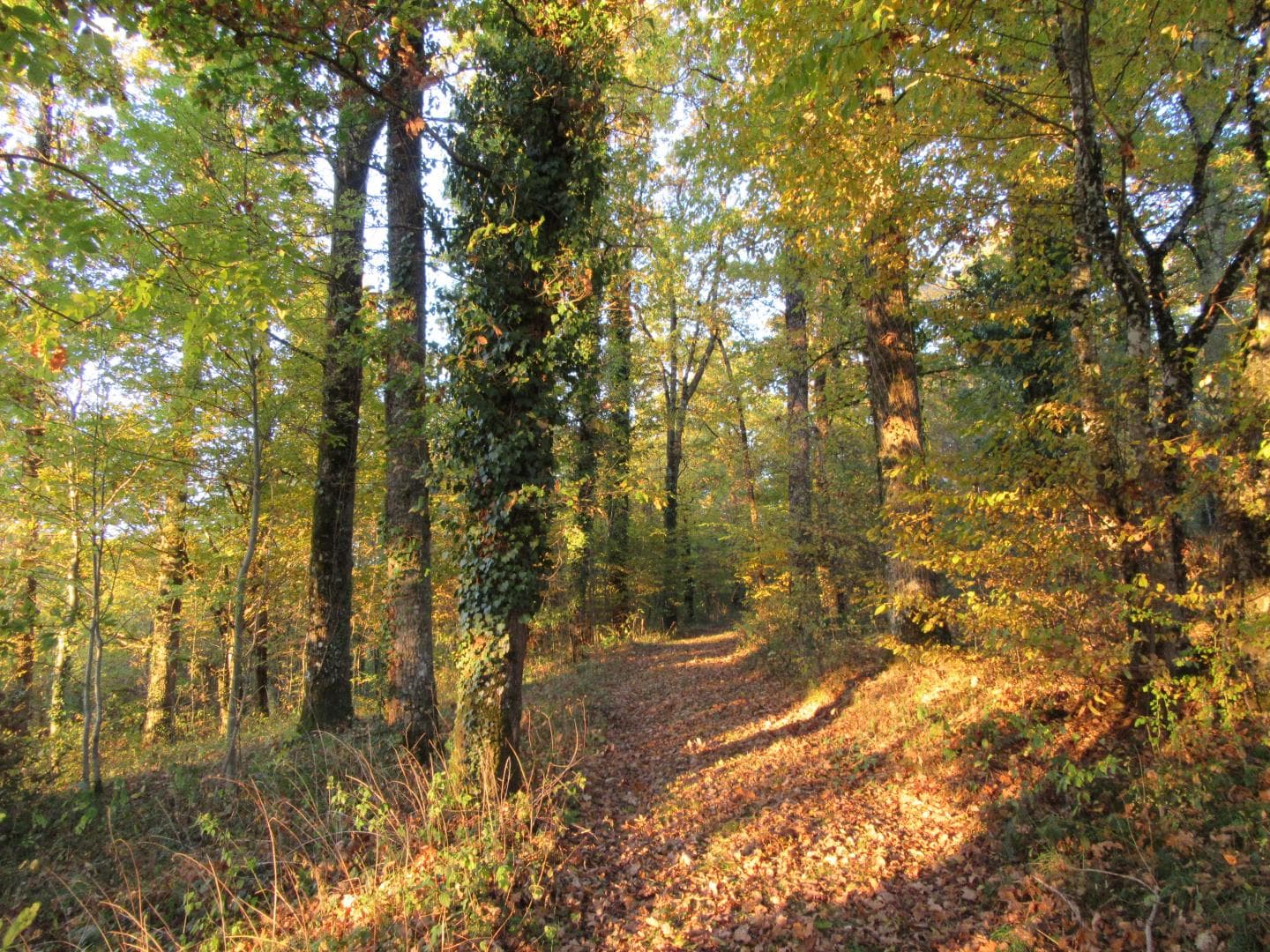 Gite "Leygat" à Solignac en Haute-Vienne (Limousin)_31