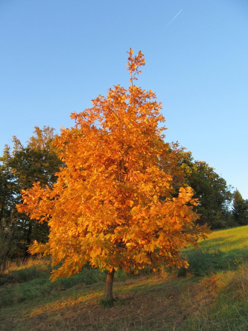 Gite "Leygat" à Solignac en Haute-Vienne (Limousin)_25