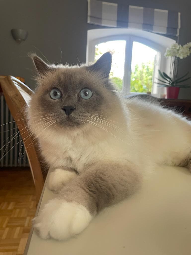 Socrate le chat de la maison_38