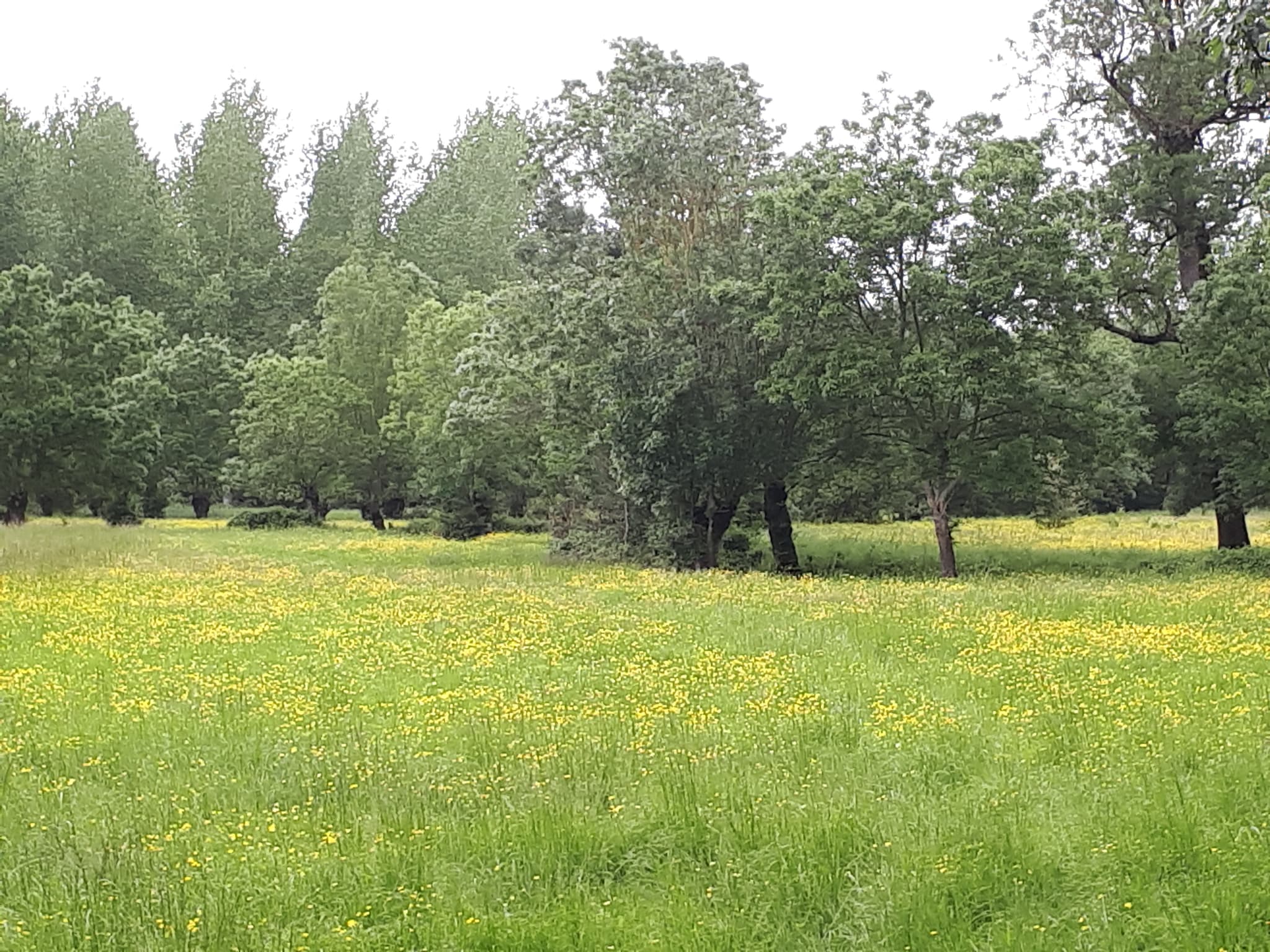 Le jardin