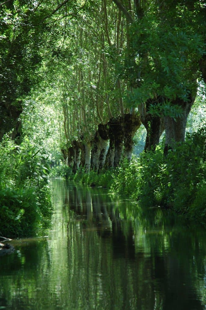 Le marais mouillé