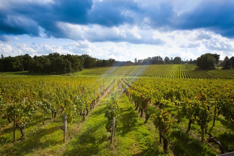 Vignobles Sauternes et Graves  - La Gironde du Sud