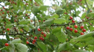 Amaferme Fruits Legumes Degustation Bouille Saint Varent Thouarsais Deux Sevres