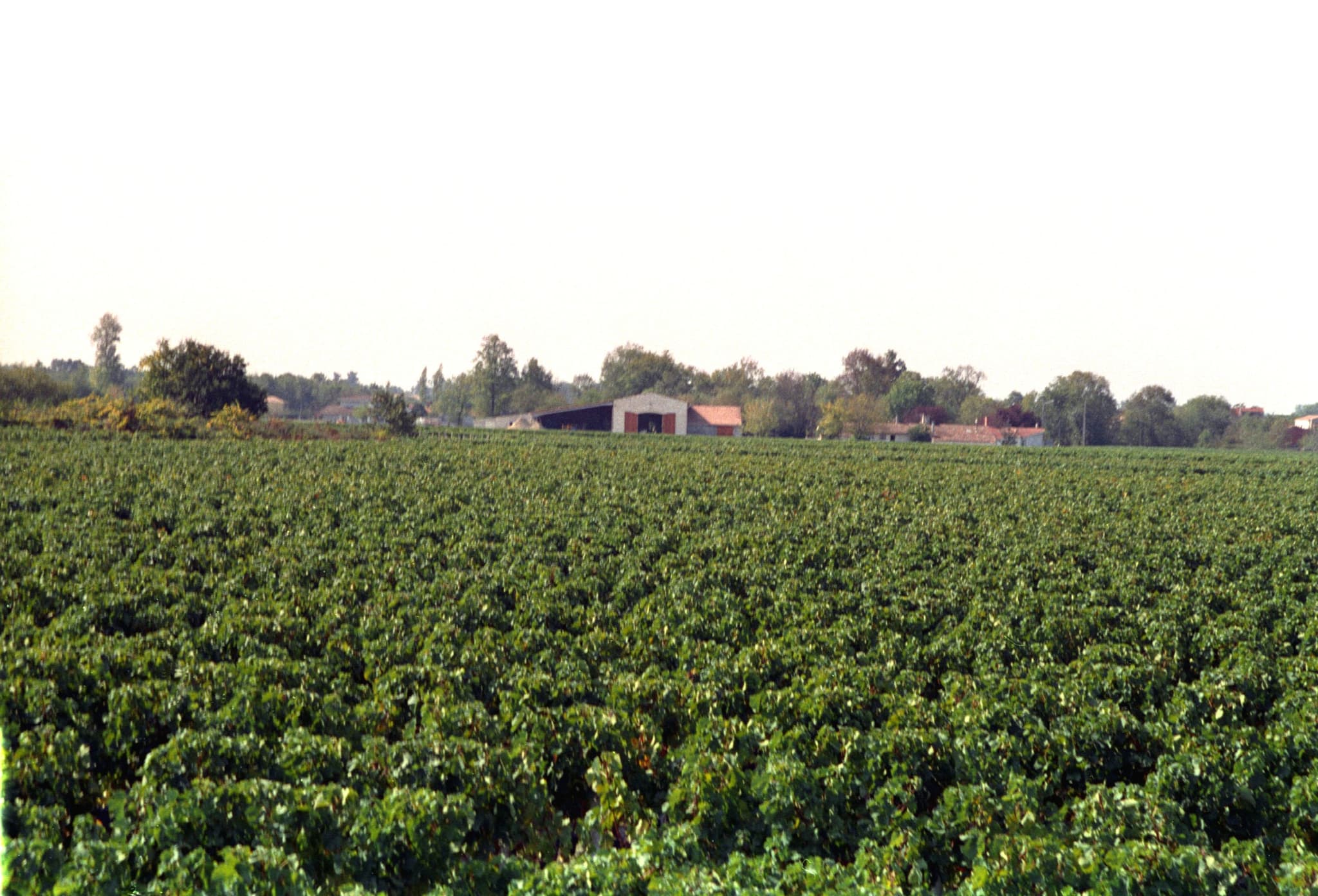 château la Branne 7