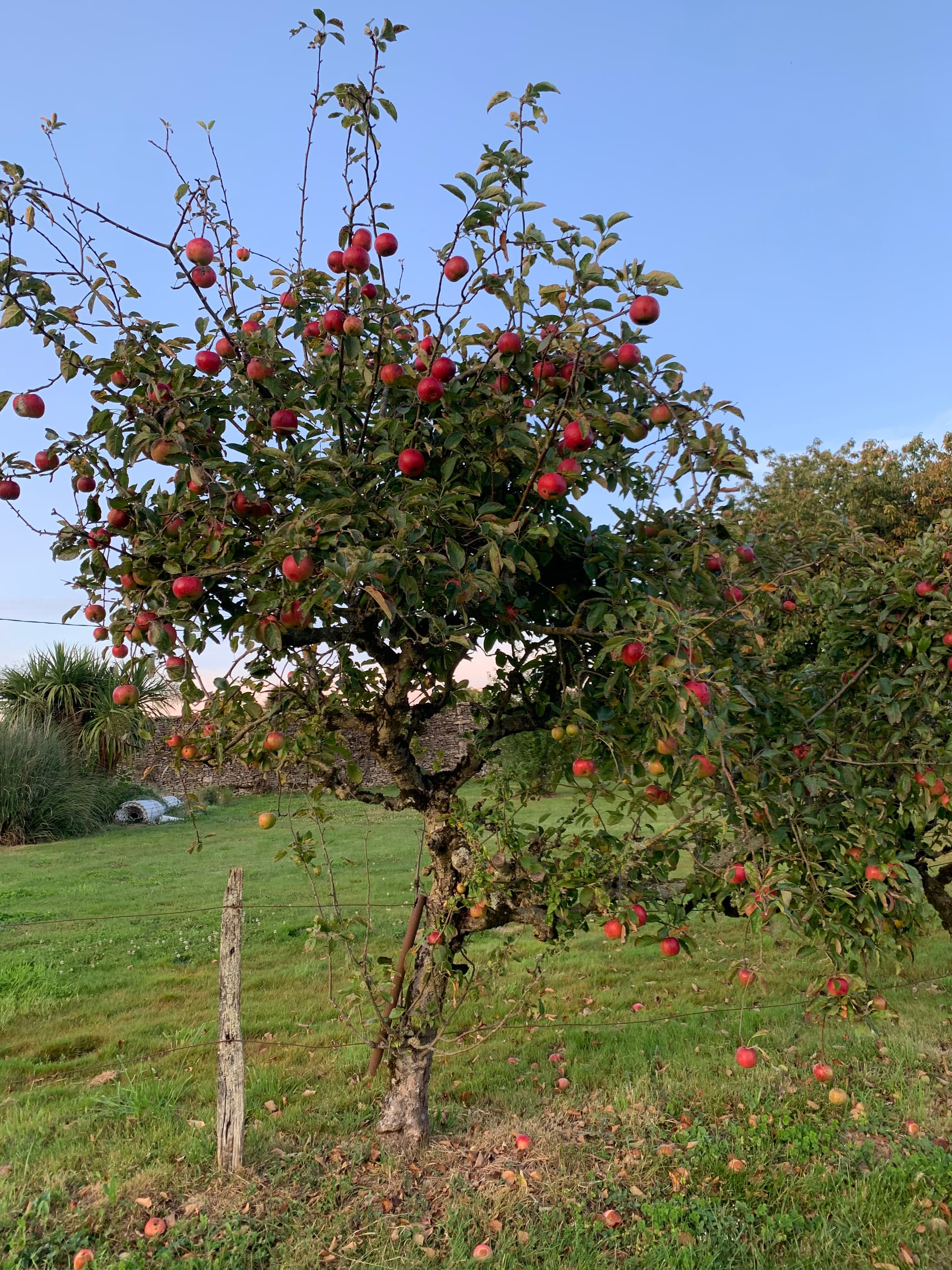 Récolte des pommes