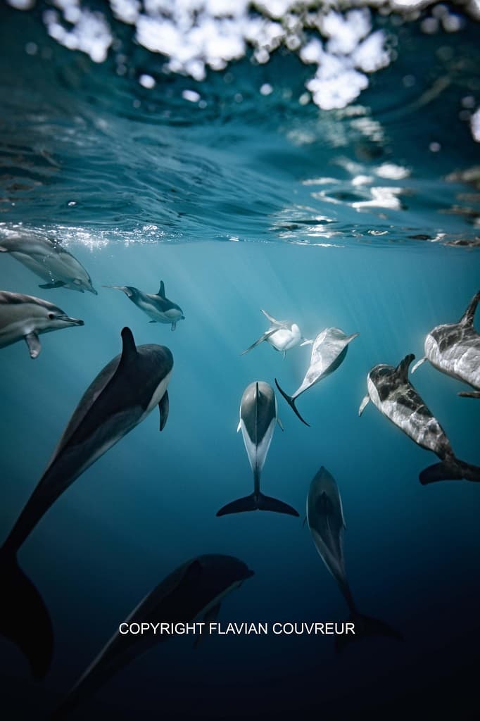 APEX CETACEA - Flavian Couvreur