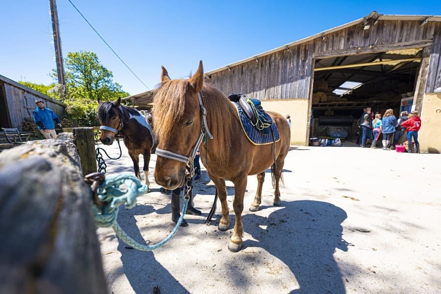 ASC Ranch de bel air chevaux