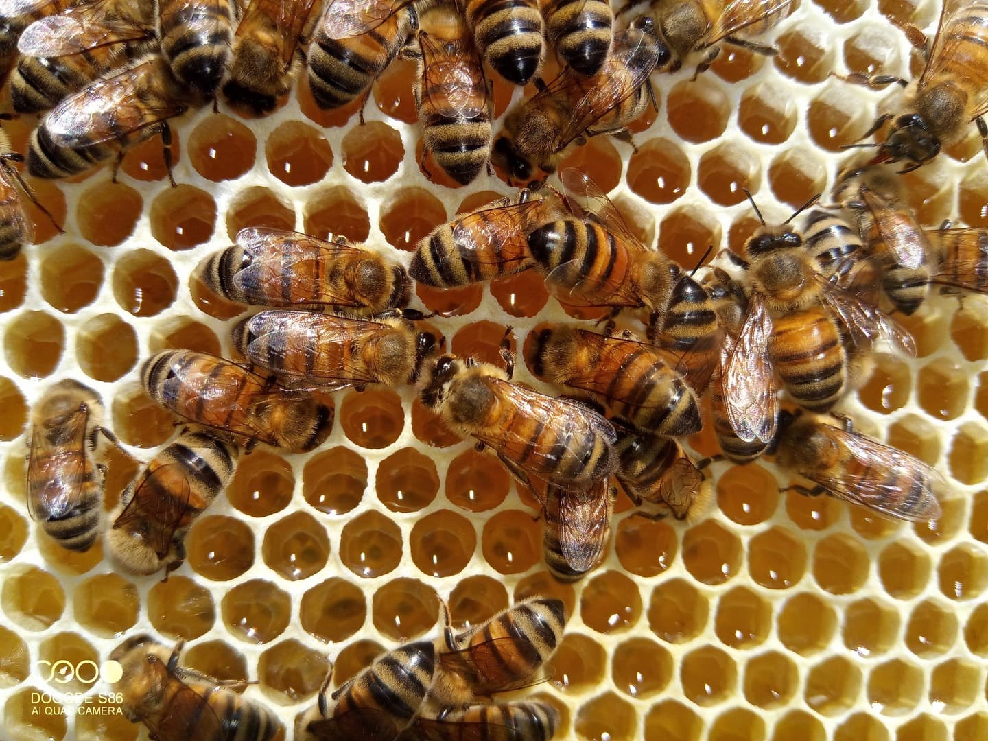 Abeilles