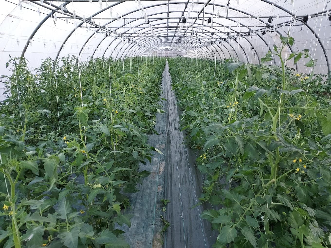 Alin Paineau