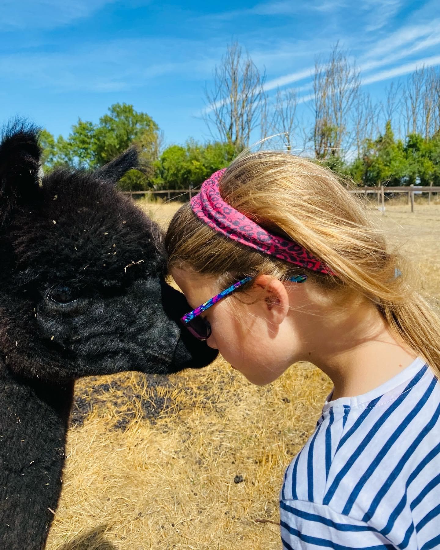 Alpaca cuddle
