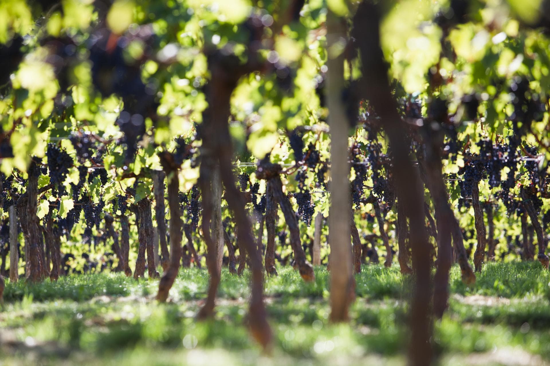 Appellation Castillon Côtes de Bordeaux 4