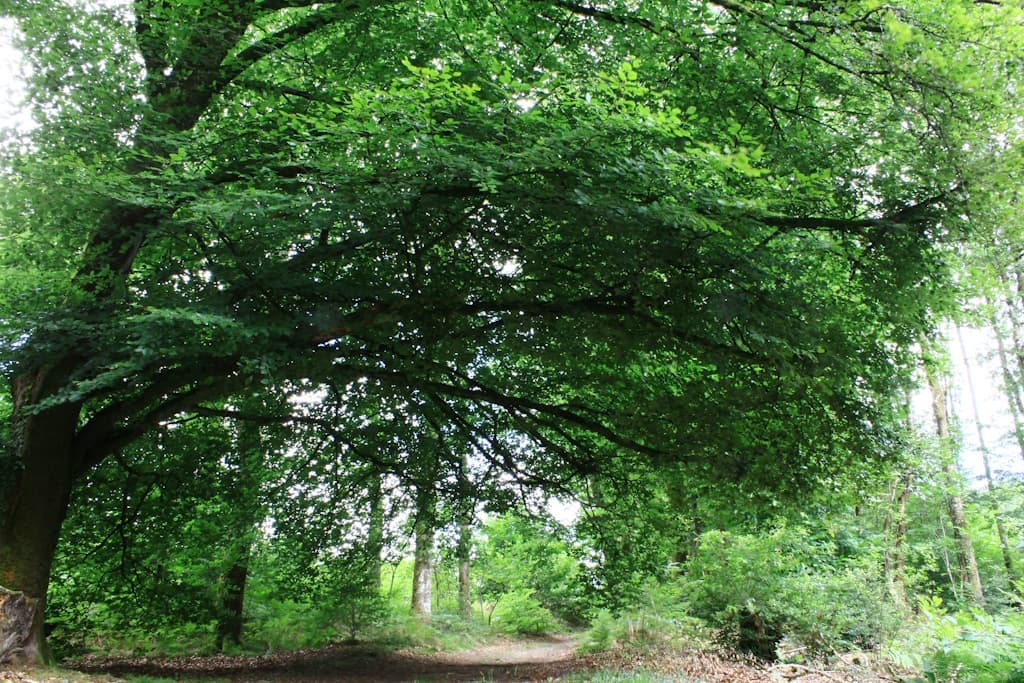 Arbre parasol